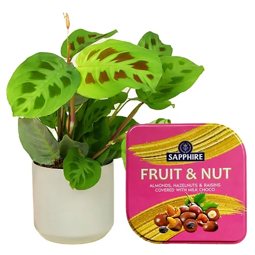 Exclusive Maranta Plant N Sapphire Fruit N Nut Tin Set
