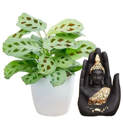 Amazing Maranta Plant N Handcrafted Palm Buddha Combo Set