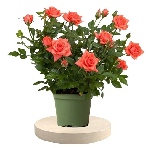 Charming Rose Plant Gift