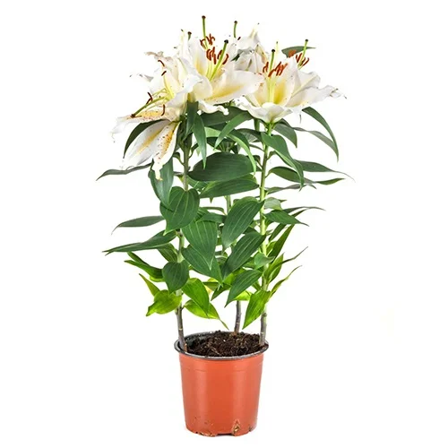 Graceful Gift of Potted Lily Plant