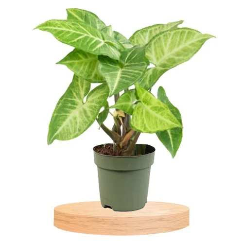 Marvelous Gift of Potted Syngonium Plant