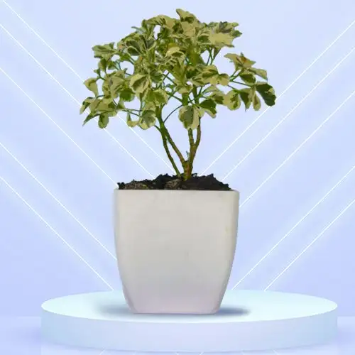Exquisite Gift of Aralia Indoor Plant