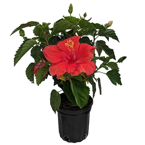 Blooming Hibiscus Plant Gift