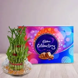 Order 2 Tier Lucky Bamboo Plant with Cadbury Celebrations Pack