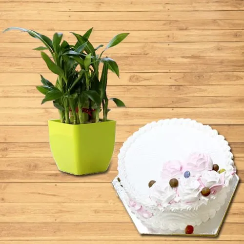 Deliver 2 Tier Lucky Bamboo Plant with Vanilla Cake
