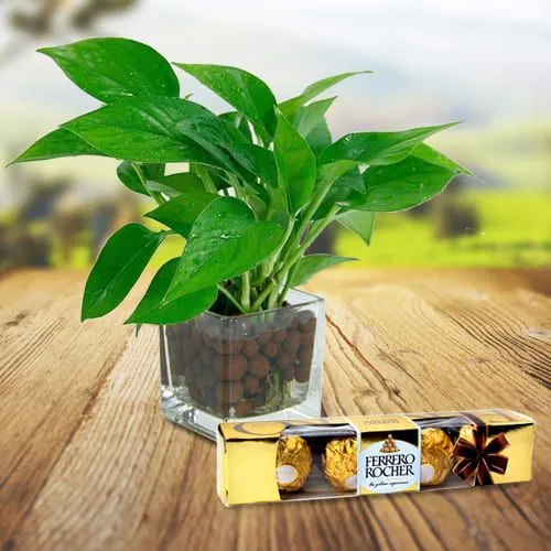 Decorative Money Plant in a Glass Vase with Ferrero Rocher Chocolates