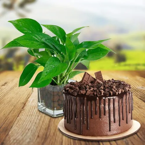 Wonderful Money Plant in Glass Pot with Chocolate Cake