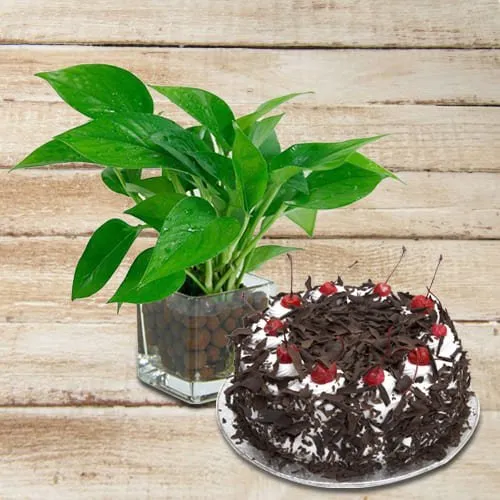 Send Money Plant in Glass Pot with Black Forest Cake