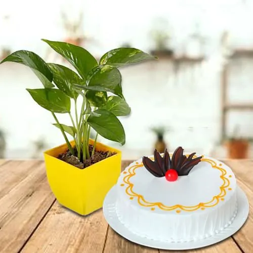 Amazing Money Plant in Plastic Pot with Vanilla Cake
