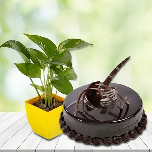 Buy Money Plant in Plastic Pot with Chocolate Truffle Cake