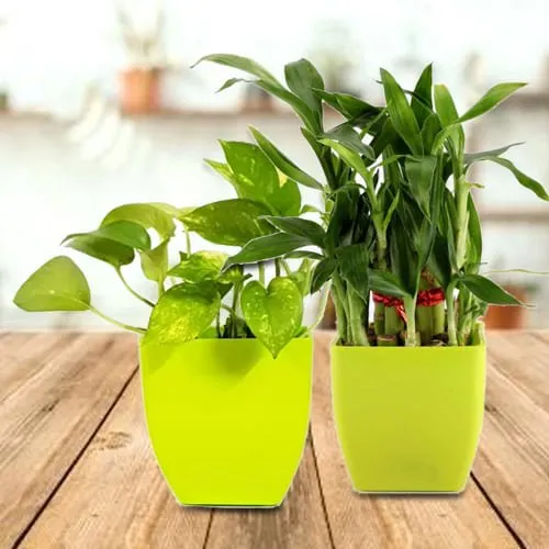 Exquisite Gift of 2 Refreshing Green Plant in Plastic Pots