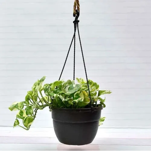 Eye-Catching Gift of Hanging Money Plant for Home Decoration