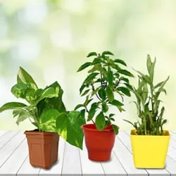 Order Good Luck Plants in Plastic Pots