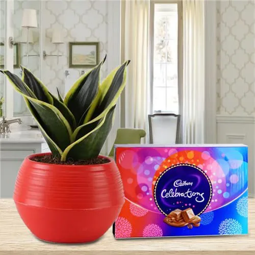 Blooming Milt Sansevieria Plant in a Plastic Pot with Cadbury Celebration Pack