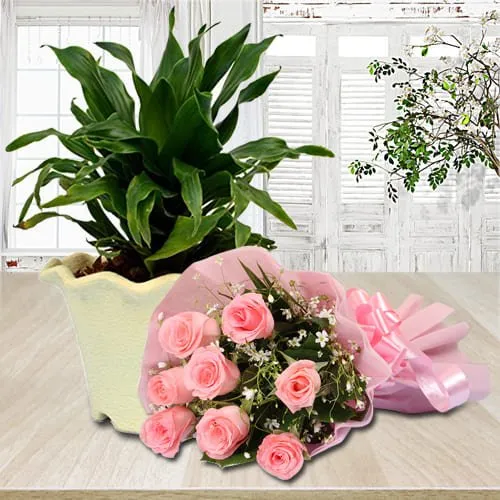 Order Dracaena Compacta Plant in Plastic Pot with Pink Roses Bouquet