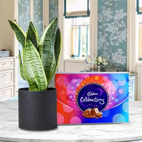 Delightful Combo of Snake Plant in a Plastic Pot with a Pack of Cadbury Celebrations