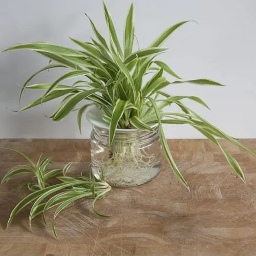 Graceful Spider Plant in a Clear Glass Planter<br>
