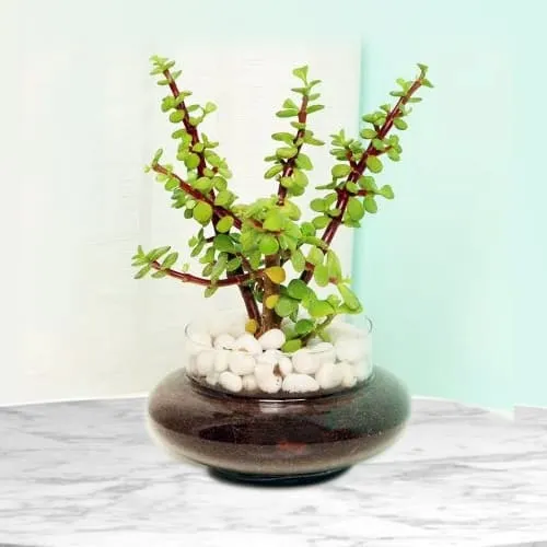 Buy Gift of Jade Plant in Glass Pot