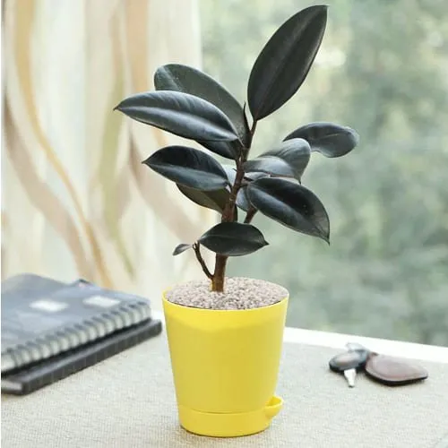 Online Present of Rubber Plant in Plastic Pot with White Chips