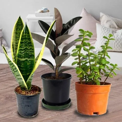 Arresting Triple Selection Air Purifying Planter for Mom