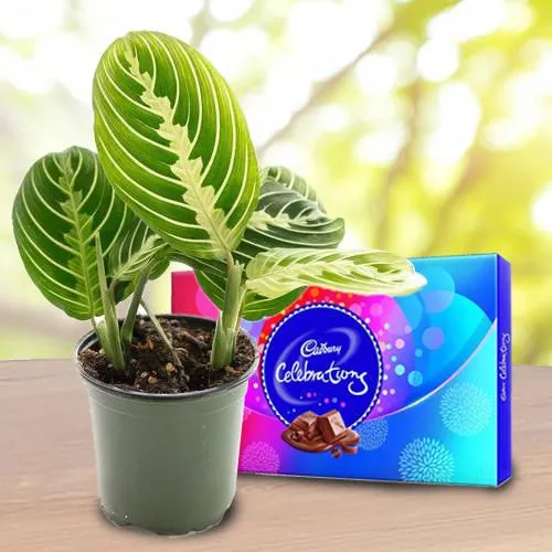 Eye-Catching Gift of Maranta Prayer Plant with Chocolates