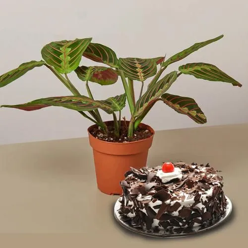 Attractive Maranta Prayer Indoor Plant with Black Forest Cake