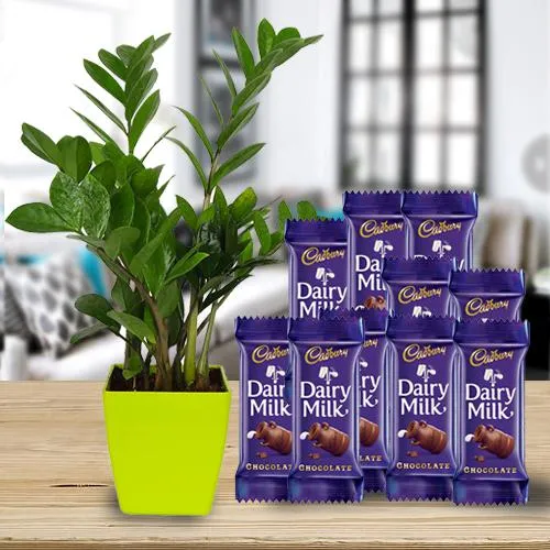 Heavenly Combo of Indoor Zamia Plant with Chocolates
