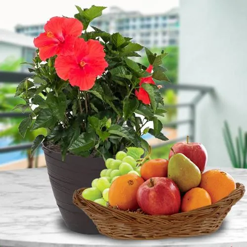 Flowering Hibiscus Plant with Seasonal Fruits Basket