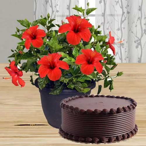 Flowering Hibiscus Plant N Chocolate Cake Duo