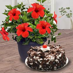 Exquisite Combo of Tropical Hibiscus Plant with Cake