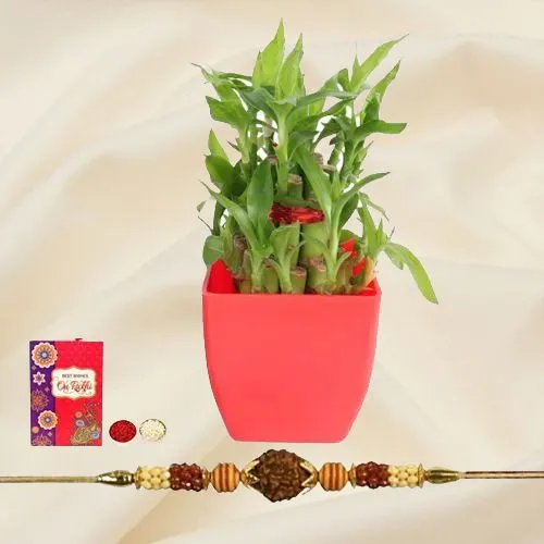 Exquisite Gift of Rudraksh Rakhi with 2 Tier Bamboo Plant