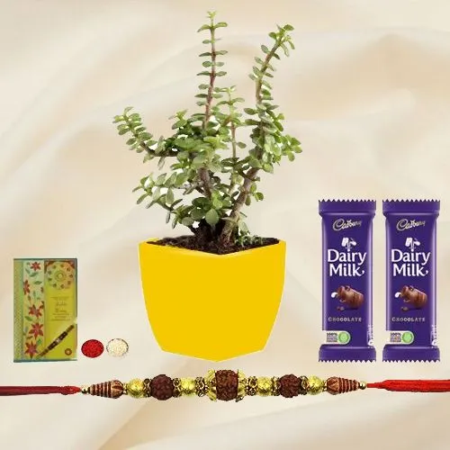 Charming Jade Plant with Rudraksh Rakhi Arrangement