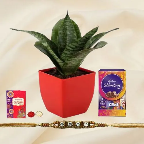 Exclusive Collection of Stone Rakhi N Snake Plant