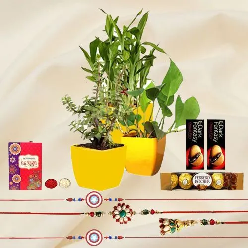 Wonderful Collection of Indoor Plants for Family Rakhi