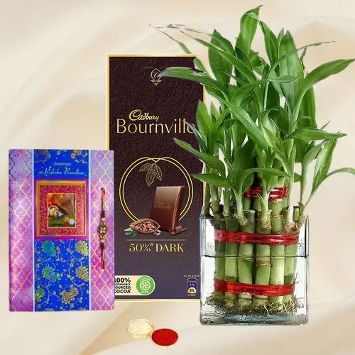 Rakhi Gift of Lucky Bamboo Plant n Cadbury Chocolate