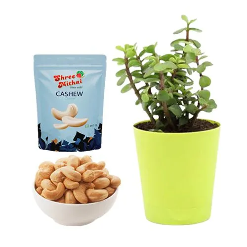 Shree Mithai Kaju King with a Jade Plant in Plastic Pot