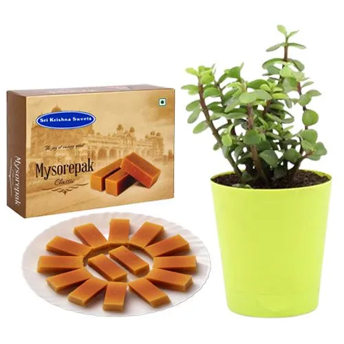 Sri Krishna Sweets Mysurpa with a Jade Plant in Plastic Pot