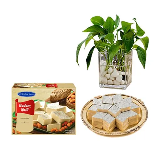 Sri Krishna Sweets Badam Kathli with a Money Plant in Glass Pot