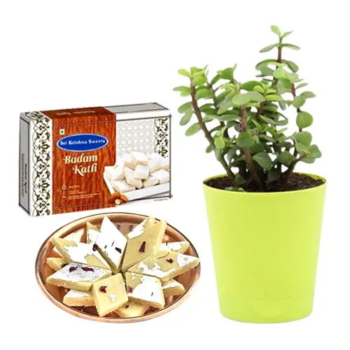 Sri Krishna Sweets Badam Kathli with a Jade Plant in Plastic Pot