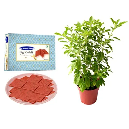 Sri Krishna Sweets Fig Kathli with a Tulsi Plant