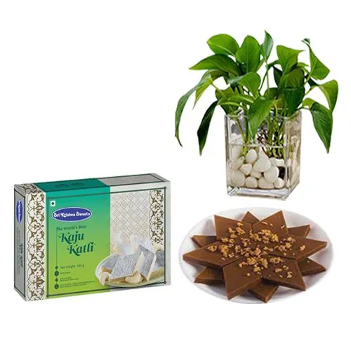 Sri Krishna Sweets Karupatti Katli and a Money Plant in Glass Pot