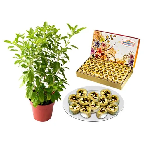 Combo of Dry Fruit Honey Dew from Adyar Ananda Bhawan with a Tulsi Plant