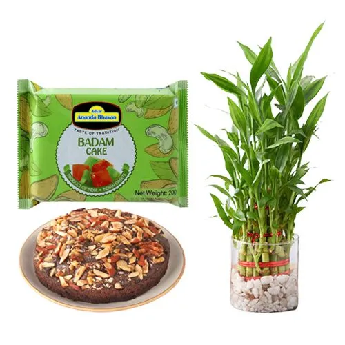 Adyar Ananda Bhawan Badam Cake with Lucky Bamboo Plant