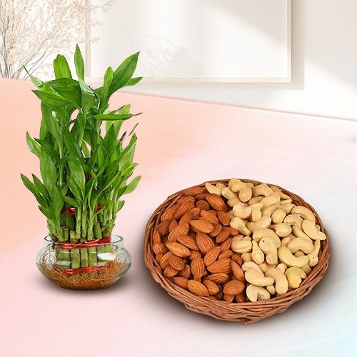Exclusive Dry Fruits N Lucky Bamboo Gift Combo on Birthday