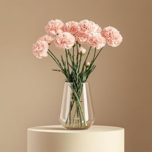 Classic 12 Pink Carnation with Free Vase