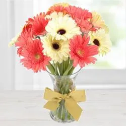 White N Reddish Pink Gerberas in a Glass Vase