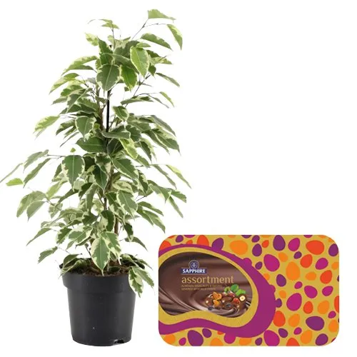 Air Purifying Weeping Fig Plant n Assorted Chocolaty Nuts Saga