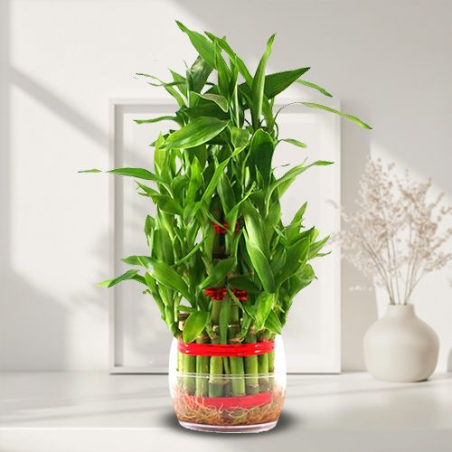 Distinctive House Warming Present of 2 Tier Lucky Bamboo in Glass Pot