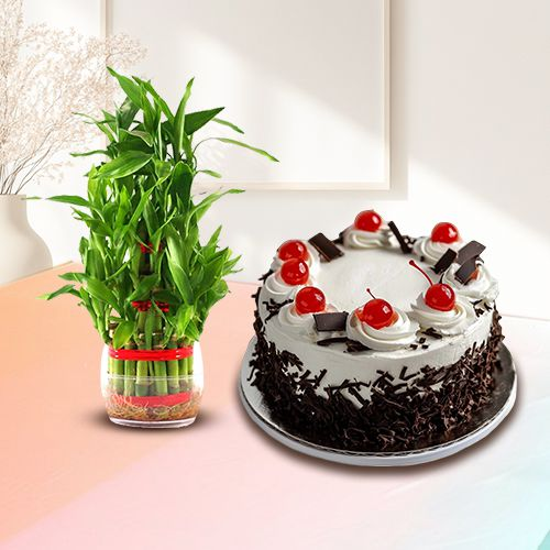 Blossom-Filled Double Layer Bamboo Stalks in Glass Pot with Black Forest Cake