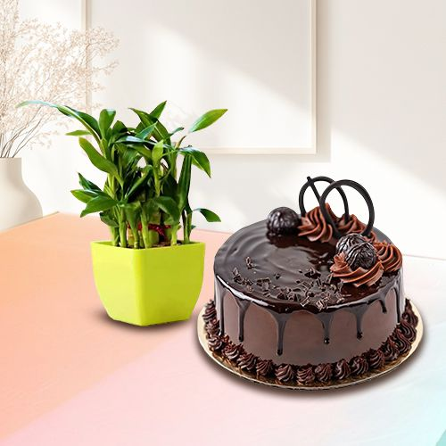 Deliver 2 Tier Lucky Bamboo Plant with Chocolate Truffle Cake